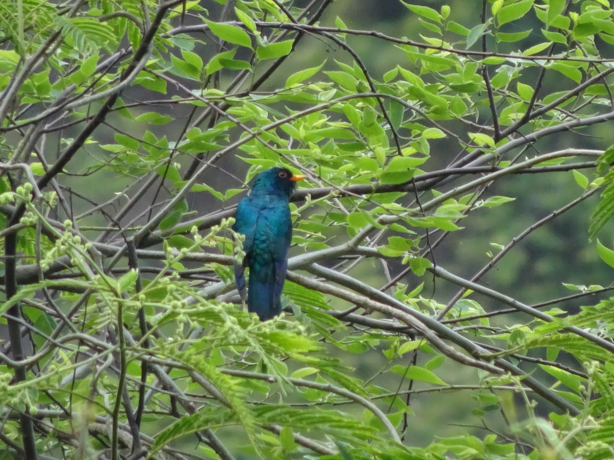 Asian Emerald Cuckoo - ML588315751
