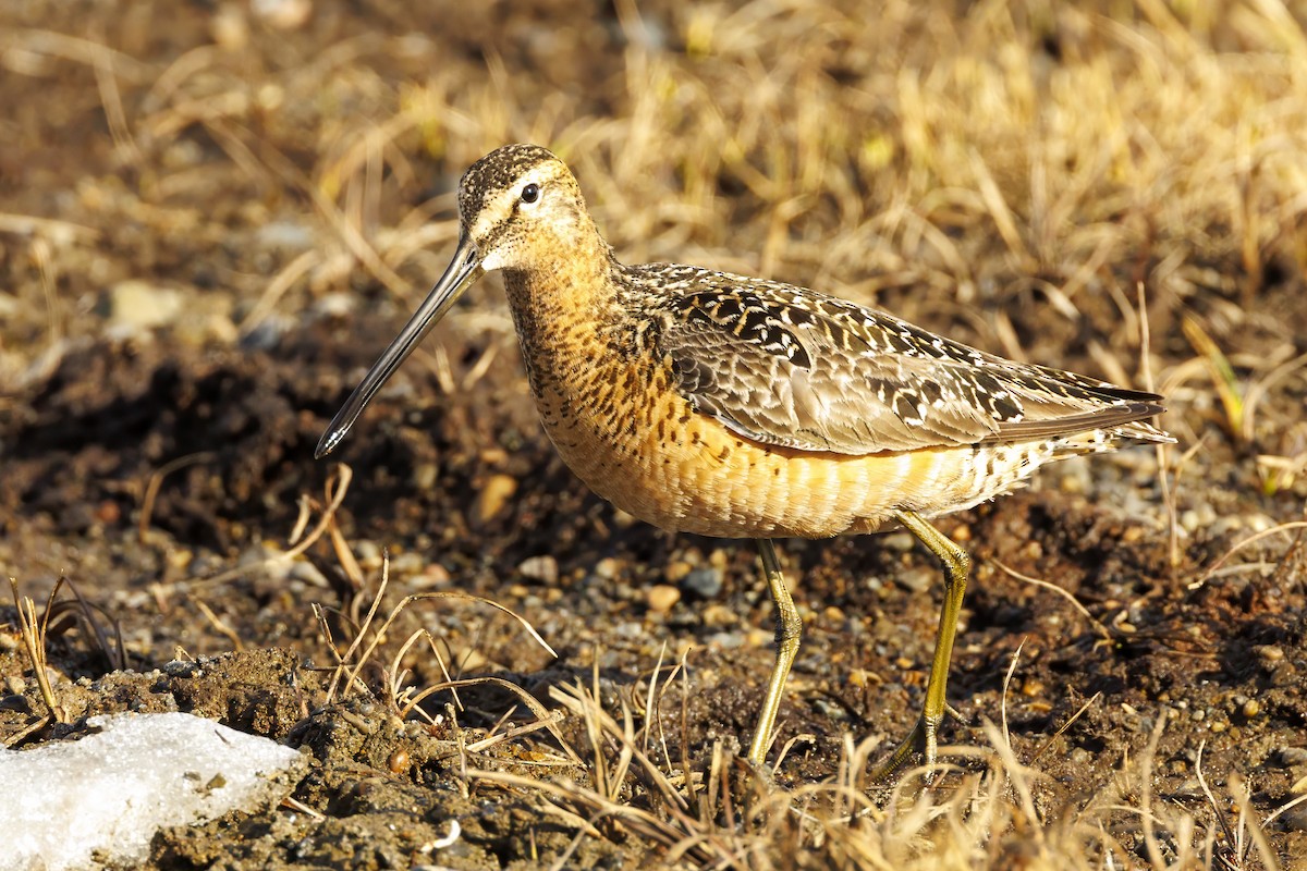 Long-billed Dowitcher - ML588318971