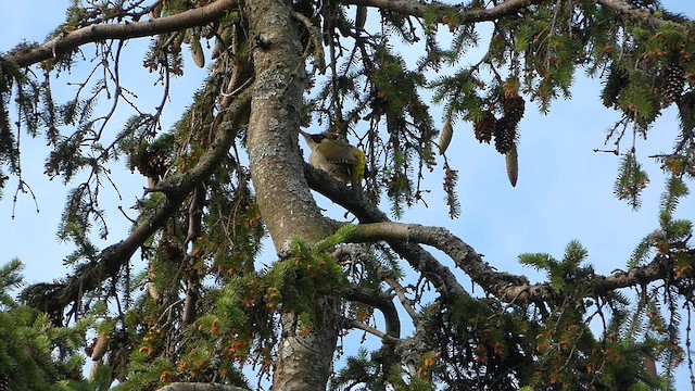 Eurasian Green Woodpecker - ML588325301