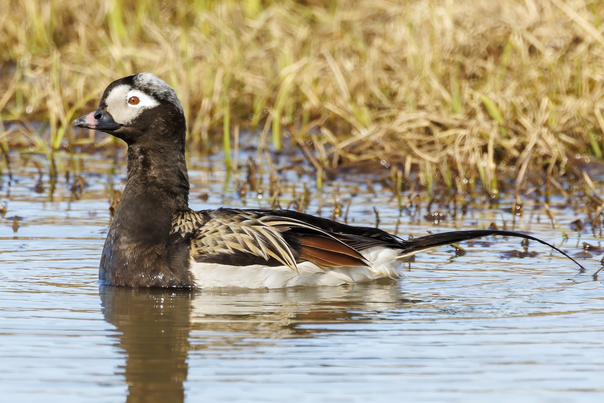 Long-tailed Duck - ML588326901