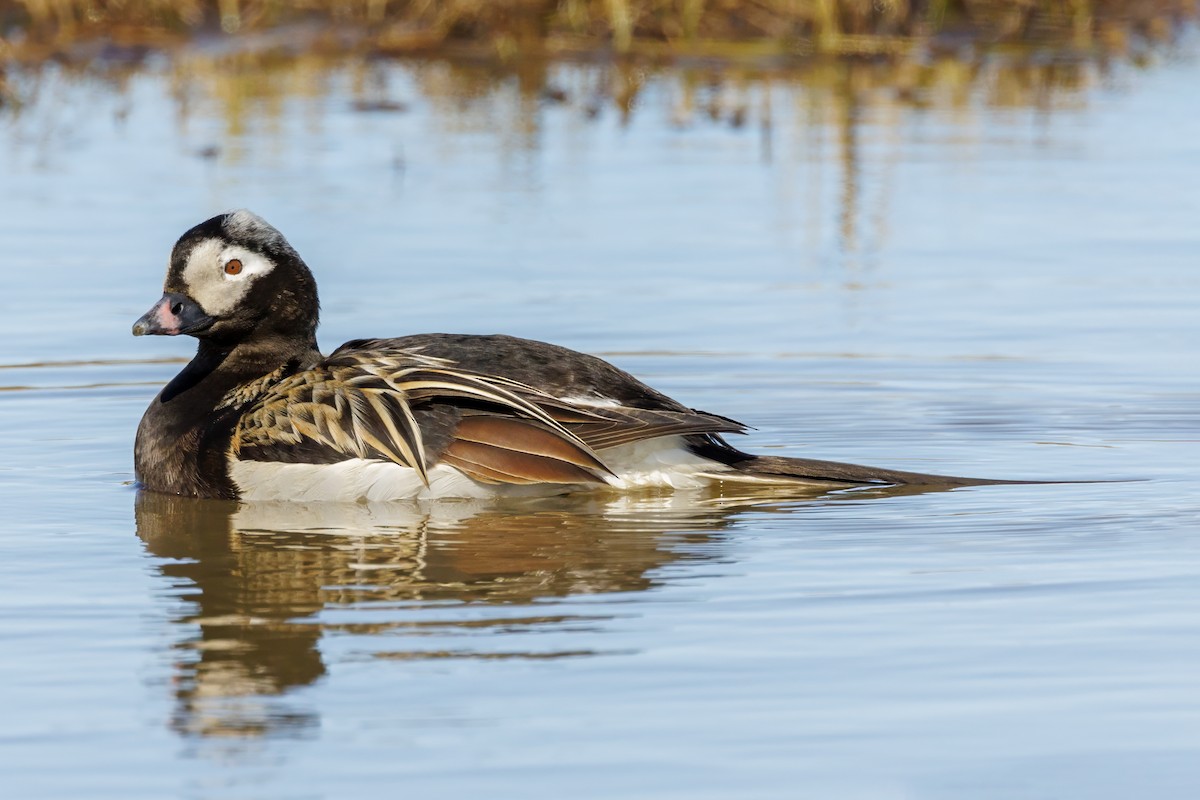 Long-tailed Duck - ML588326911
