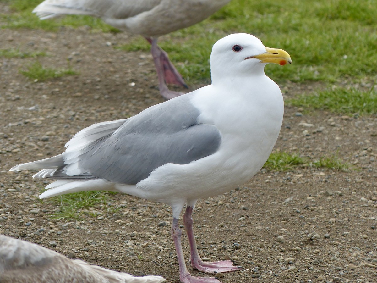 Glaucous-winged Gull - Jim St Laurent