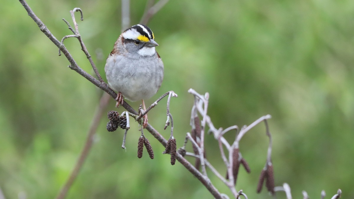 White-throated Sparrow - ML58832871
