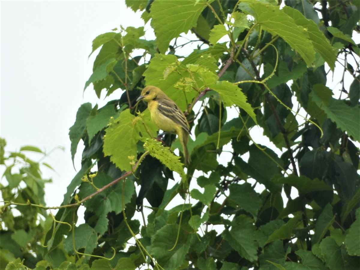 Orchard Oriole - ML588331451