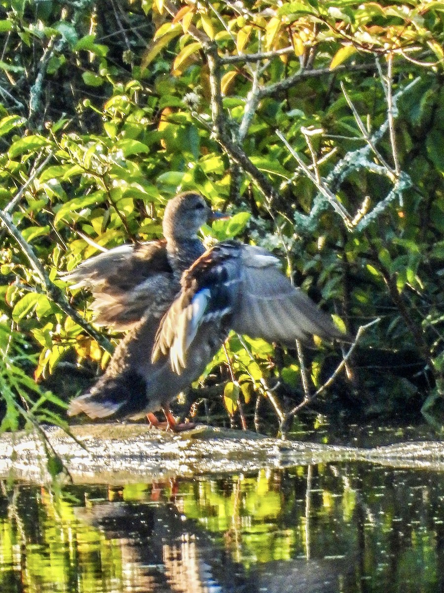 eBird Checklist 25 Jun 2023 Stumpy Lake Natural Area 26 species