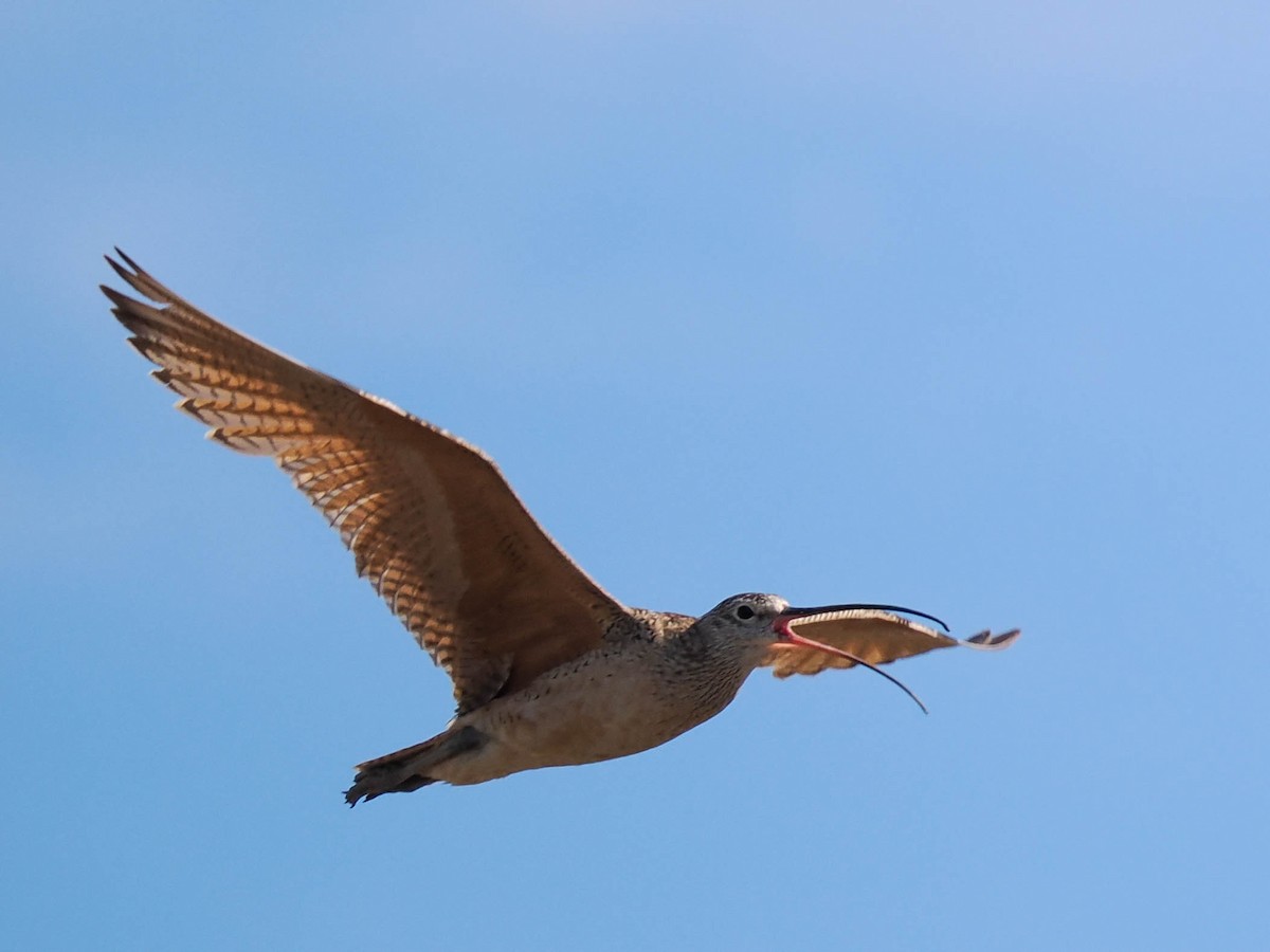 Long-billed Curlew - ML588333981