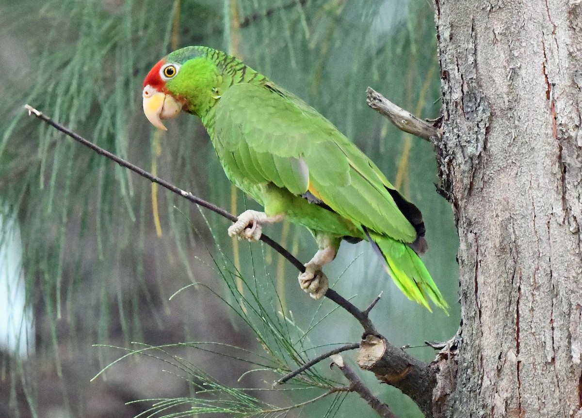 Red-crowned Parrot - Elizabeth Hawkins