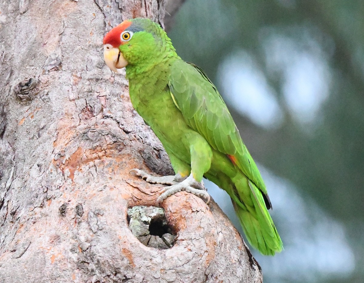 Red-crowned Parrot - ML588335831