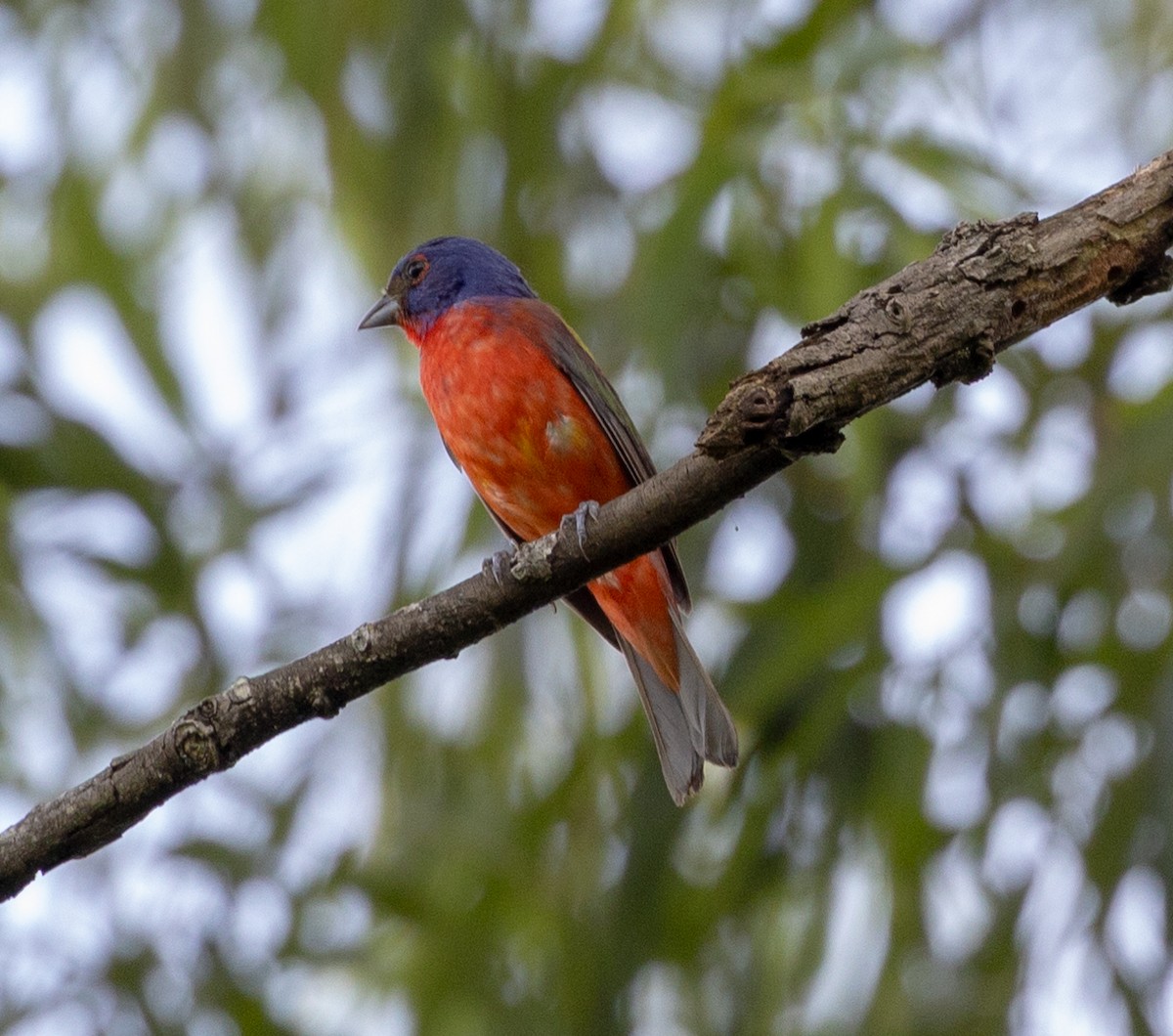 Painted Bunting - ML588338941