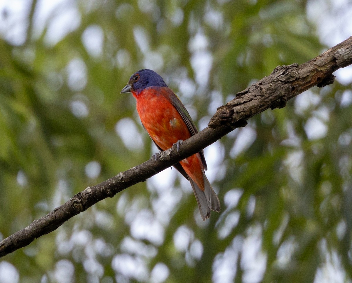 Painted Bunting - ML588338951