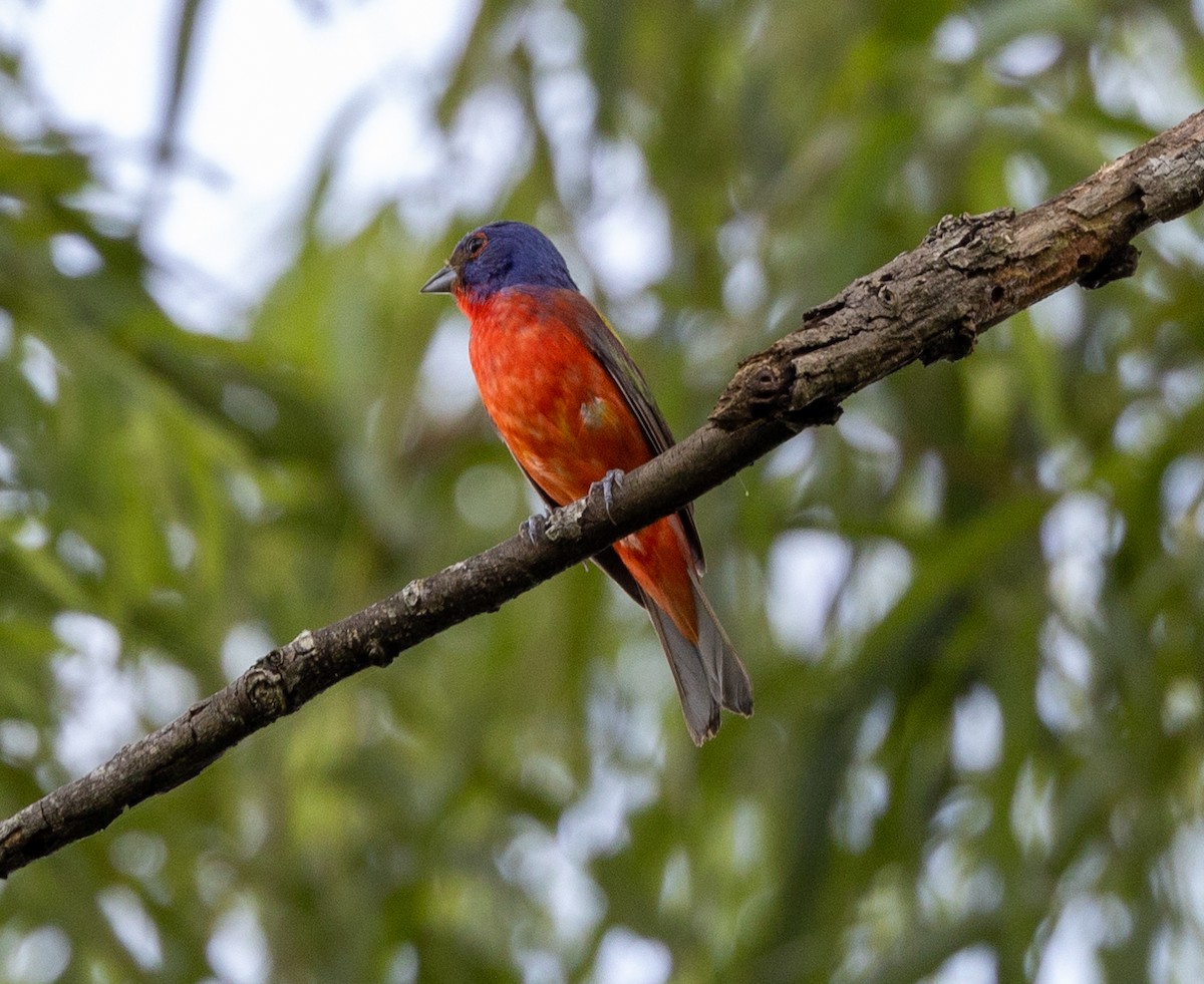 Painted Bunting - ML588338961