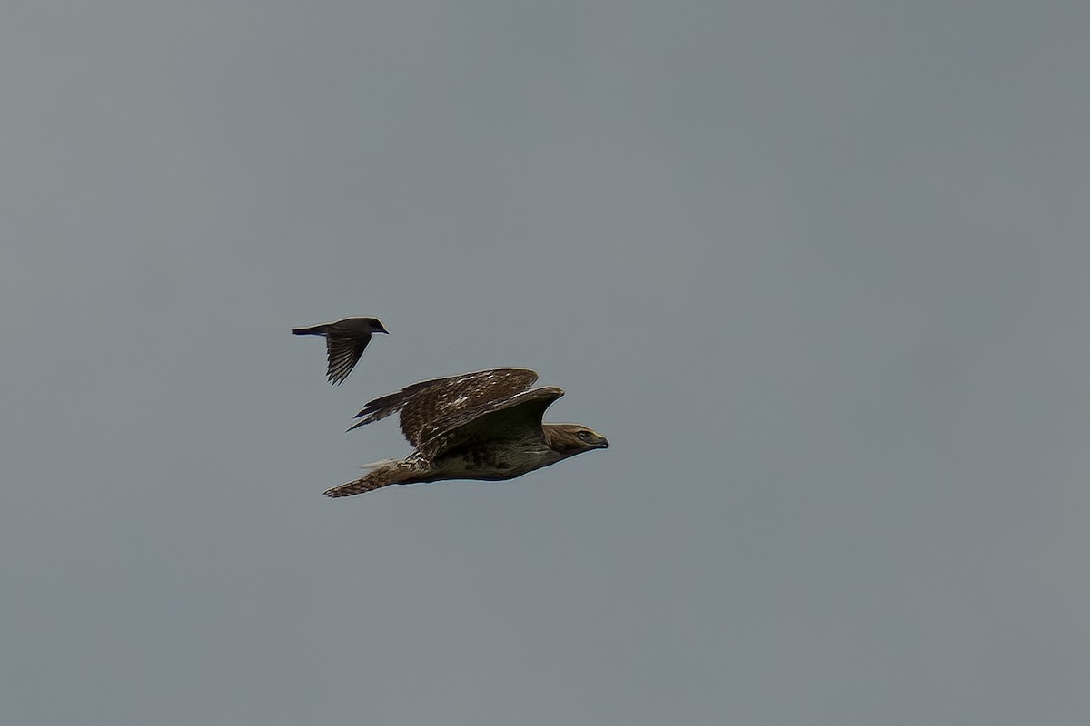 Red-tailed Hawk - ML588339471