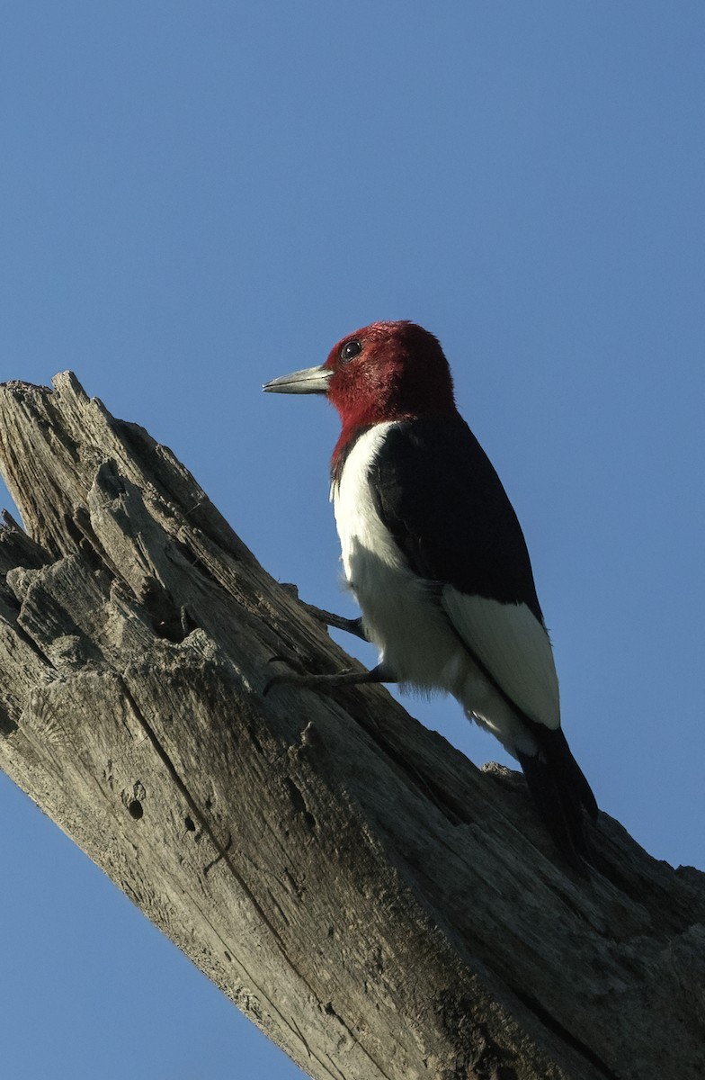 Red-headed Woodpecker - ML588341791