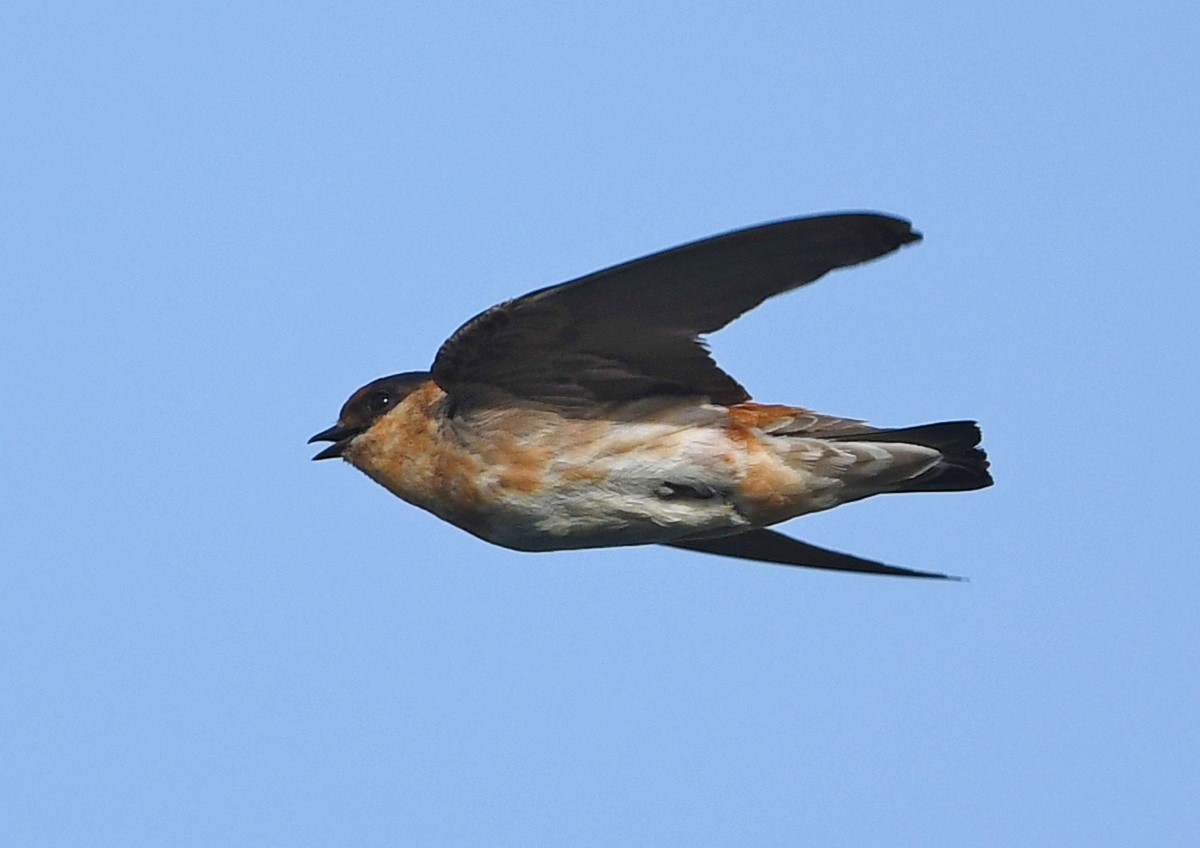 Cave Swallow - ML588341851