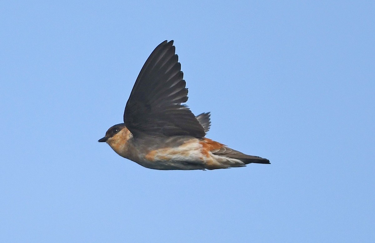 Cave Swallow - ML588341861