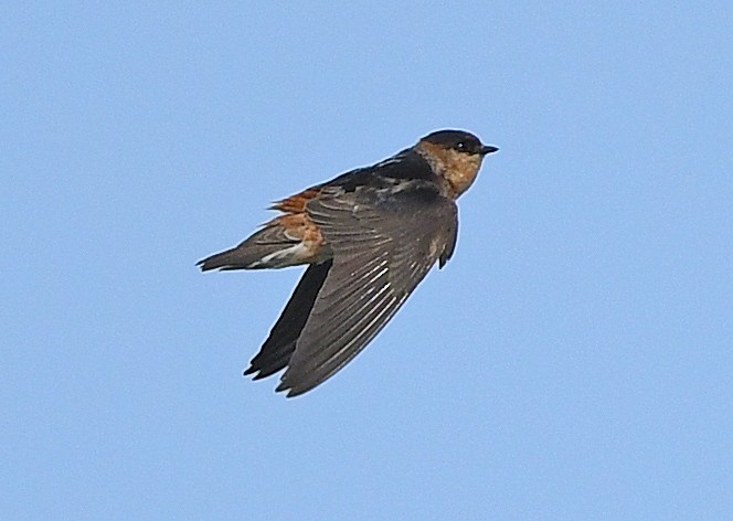 Cave Swallow - ML588341871