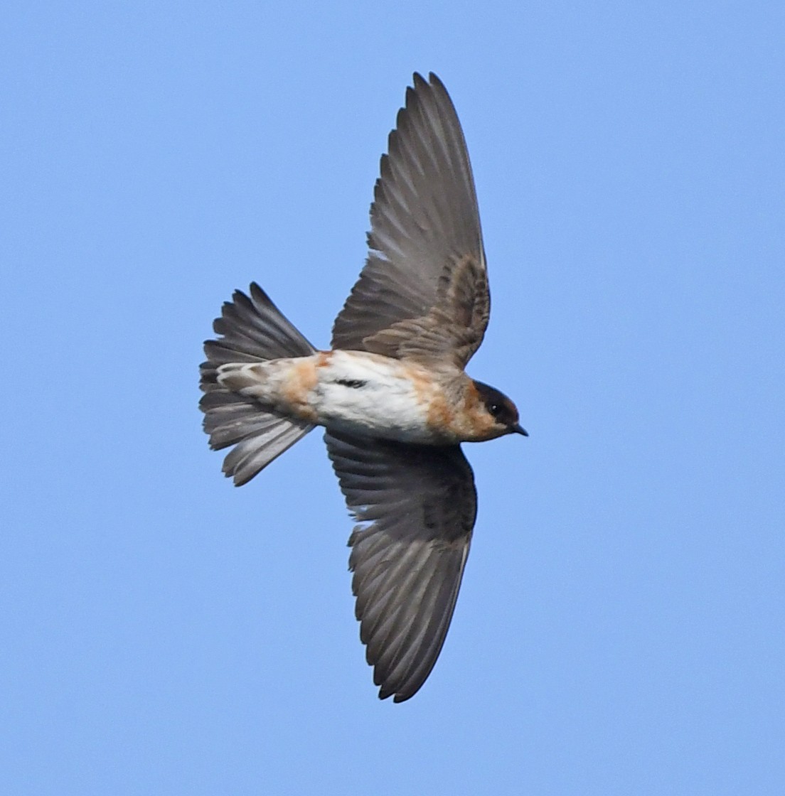 Cave Swallow - ML588341881