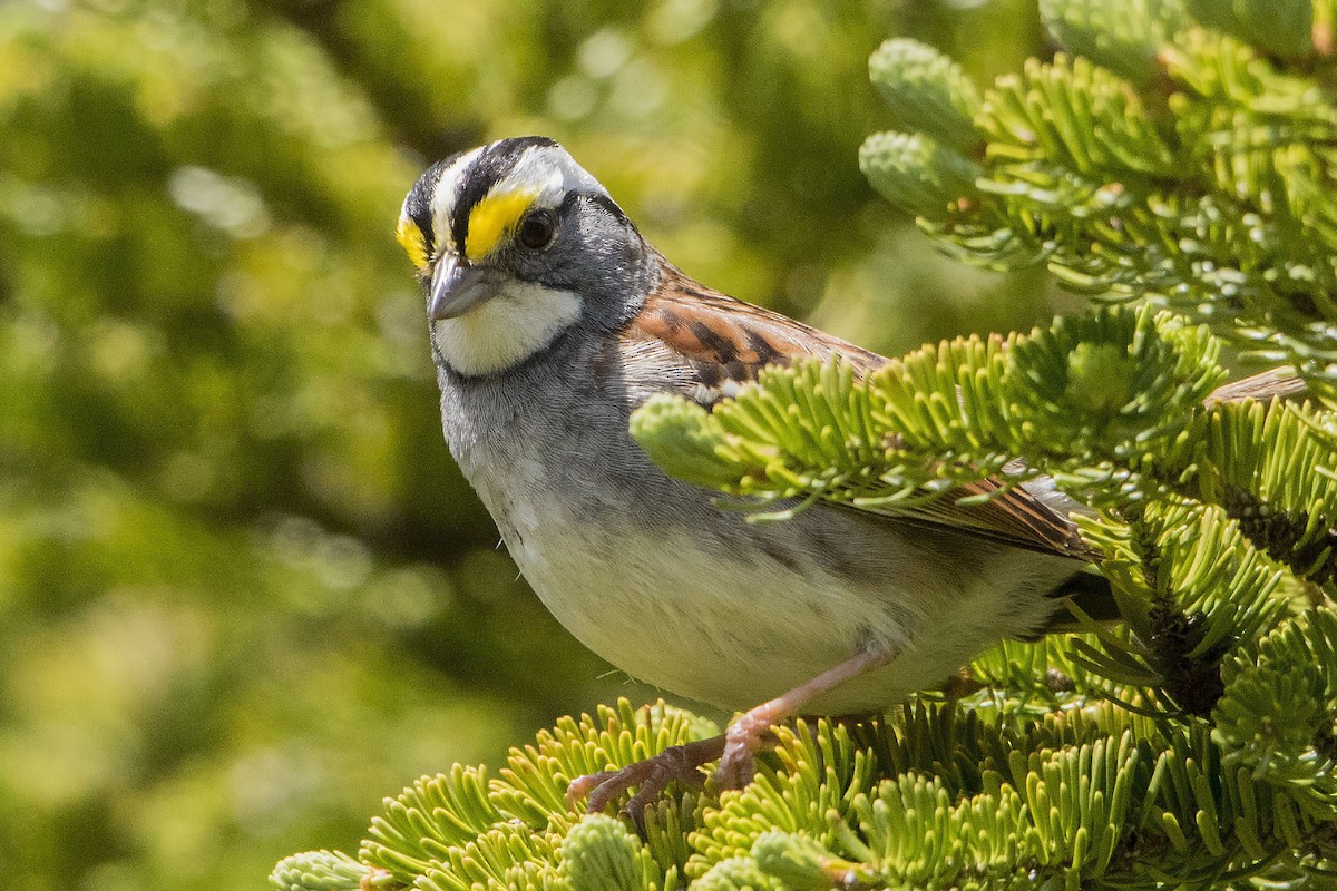 White-throated Sparrow - ML588343621