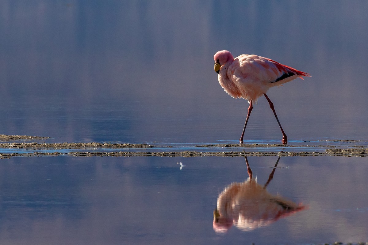 James's Flamingo - Víctor Gamarra-Toledo (MUSA)