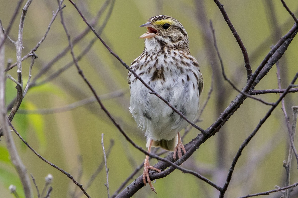 Savannah Sparrow - ML588351581
