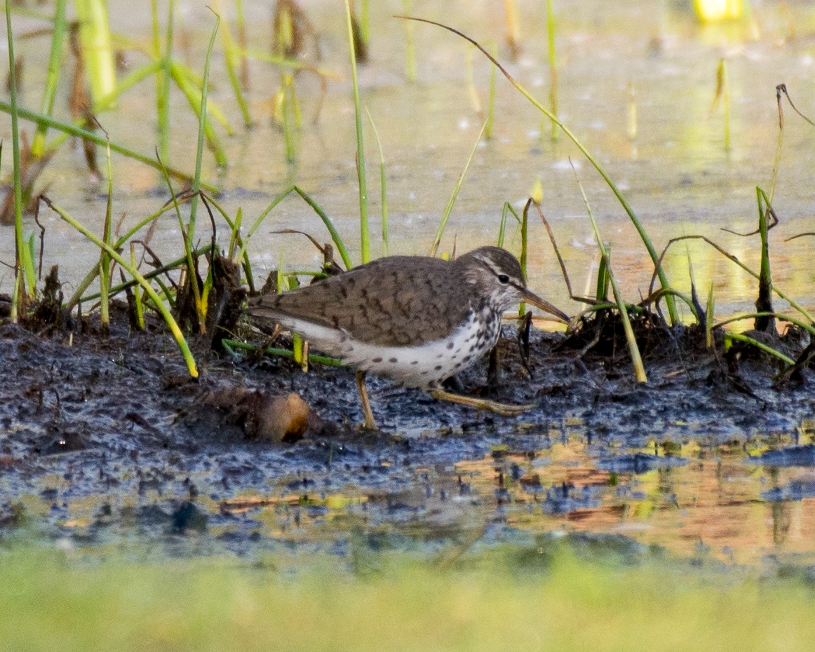 Spotted Sandpiper - Keith Dickey