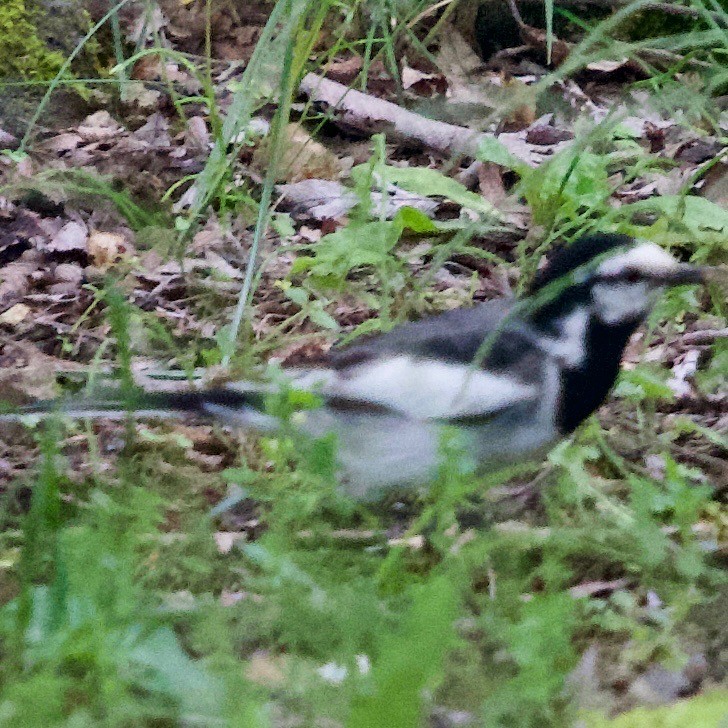 White Wagtail (Black-backed) - ML588353861