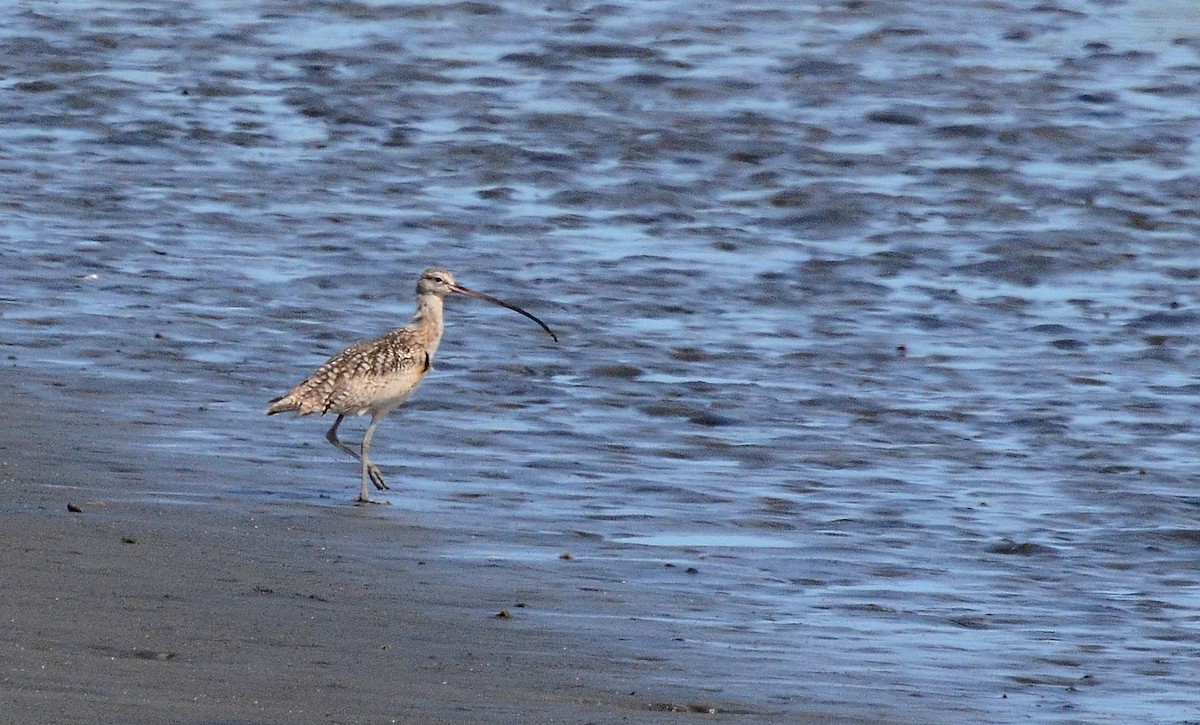 Long-billed Curlew - David M. Bell
