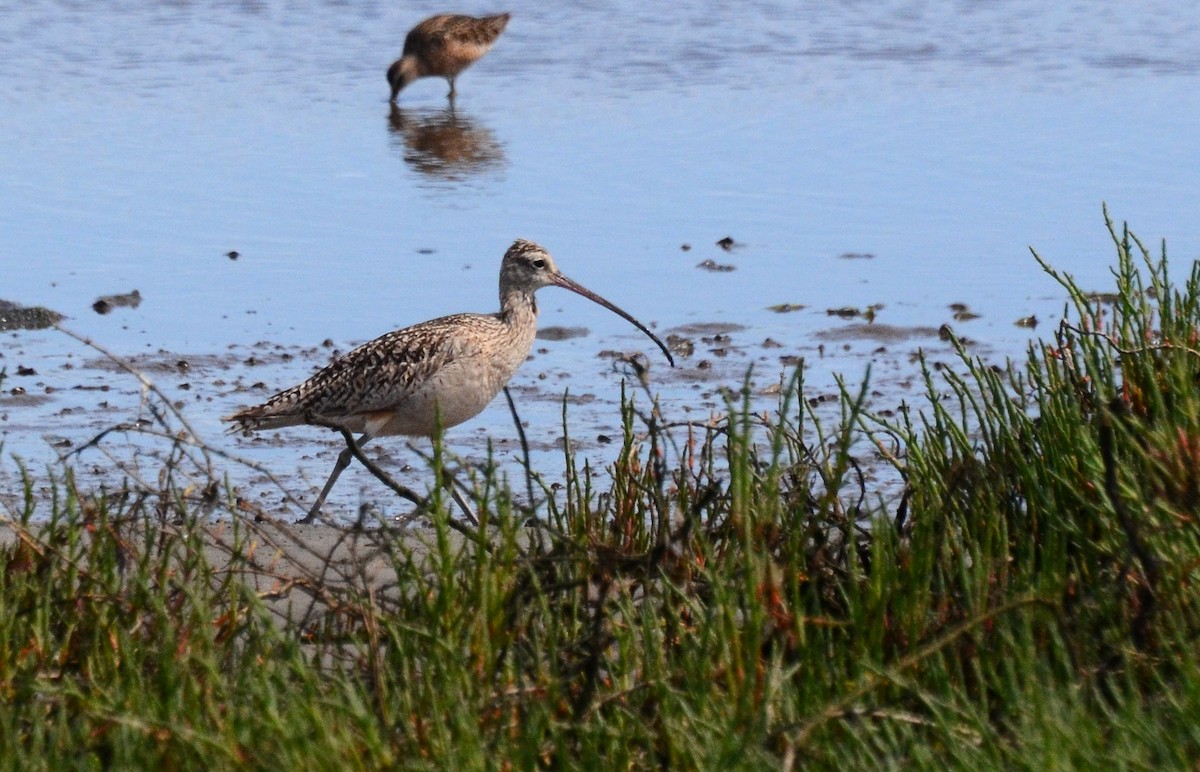 Long-billed Curlew - ML58835471