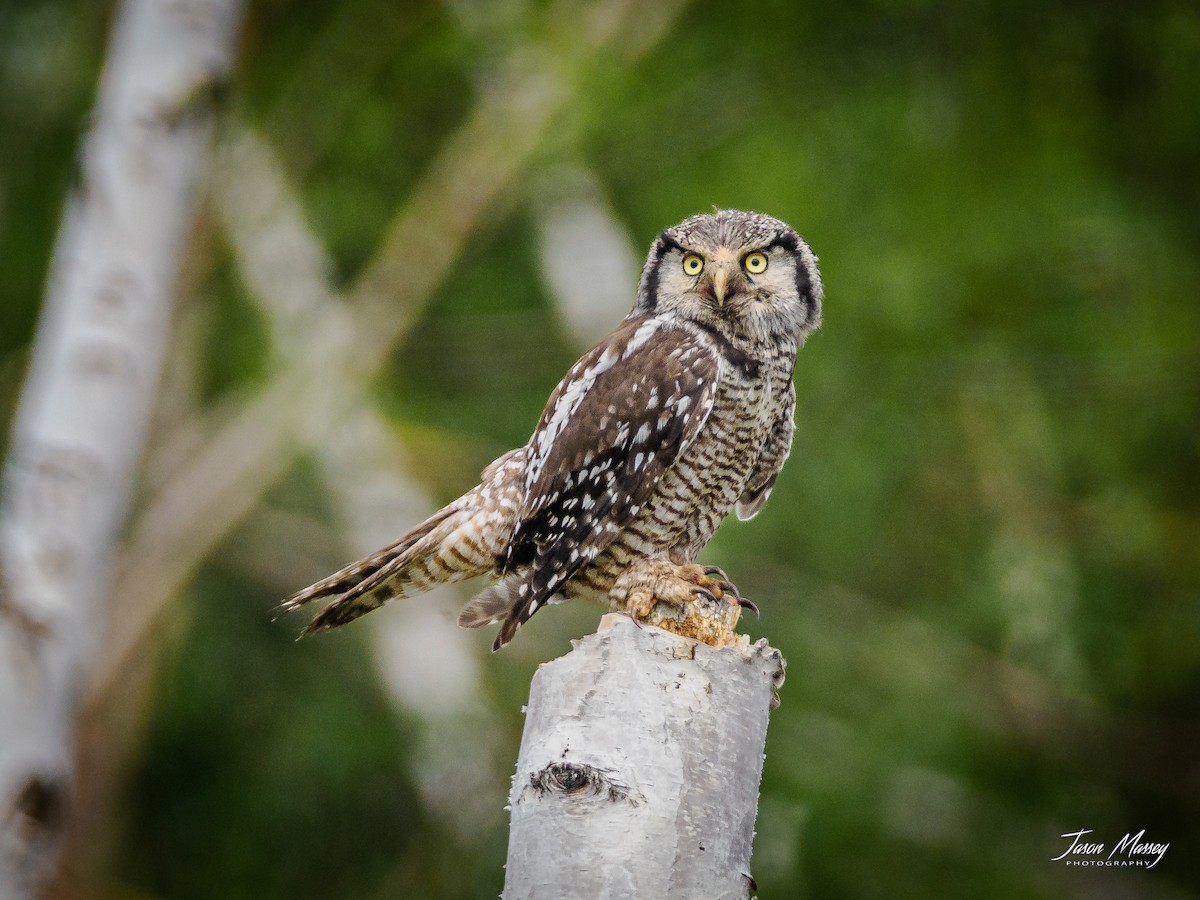 Northern Hawk Owl - Jason Massey