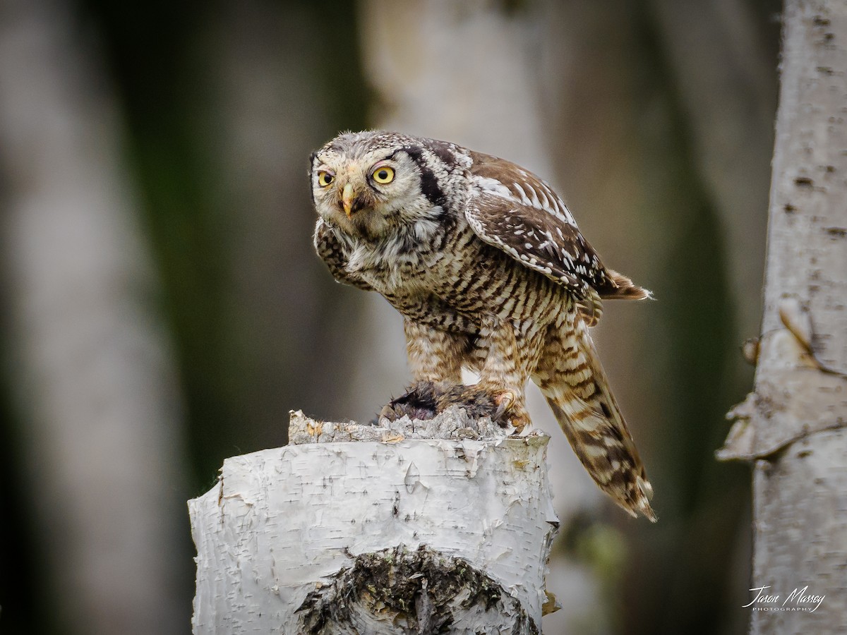 Northern Hawk Owl - ML588355661