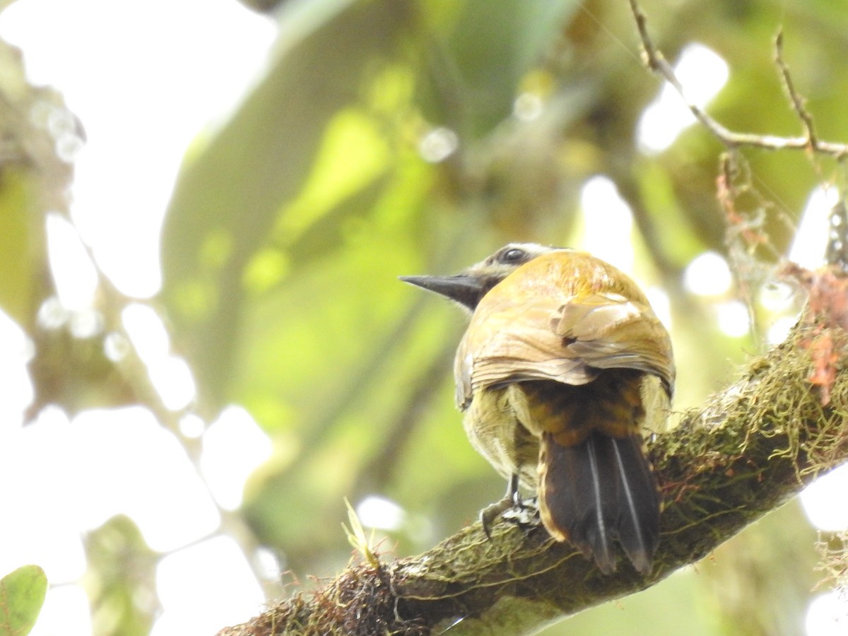 Yellow-vented Woodpecker - ML588356101