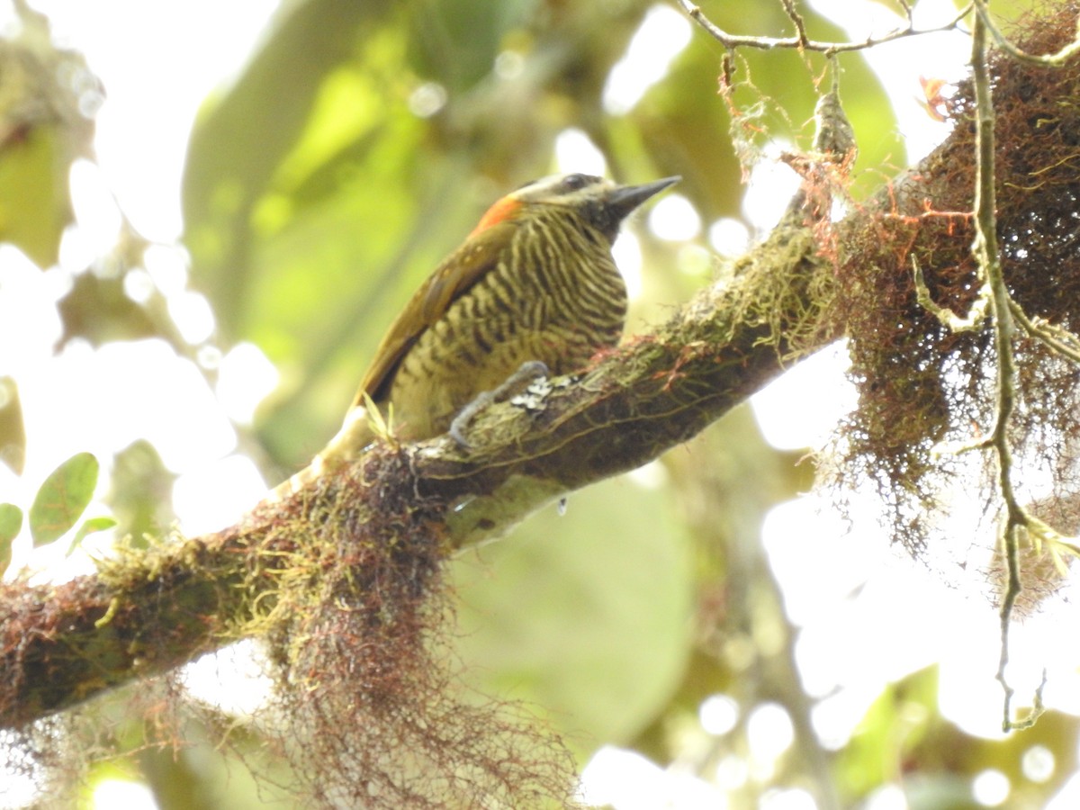 Yellow-vented Woodpecker - ML588356111