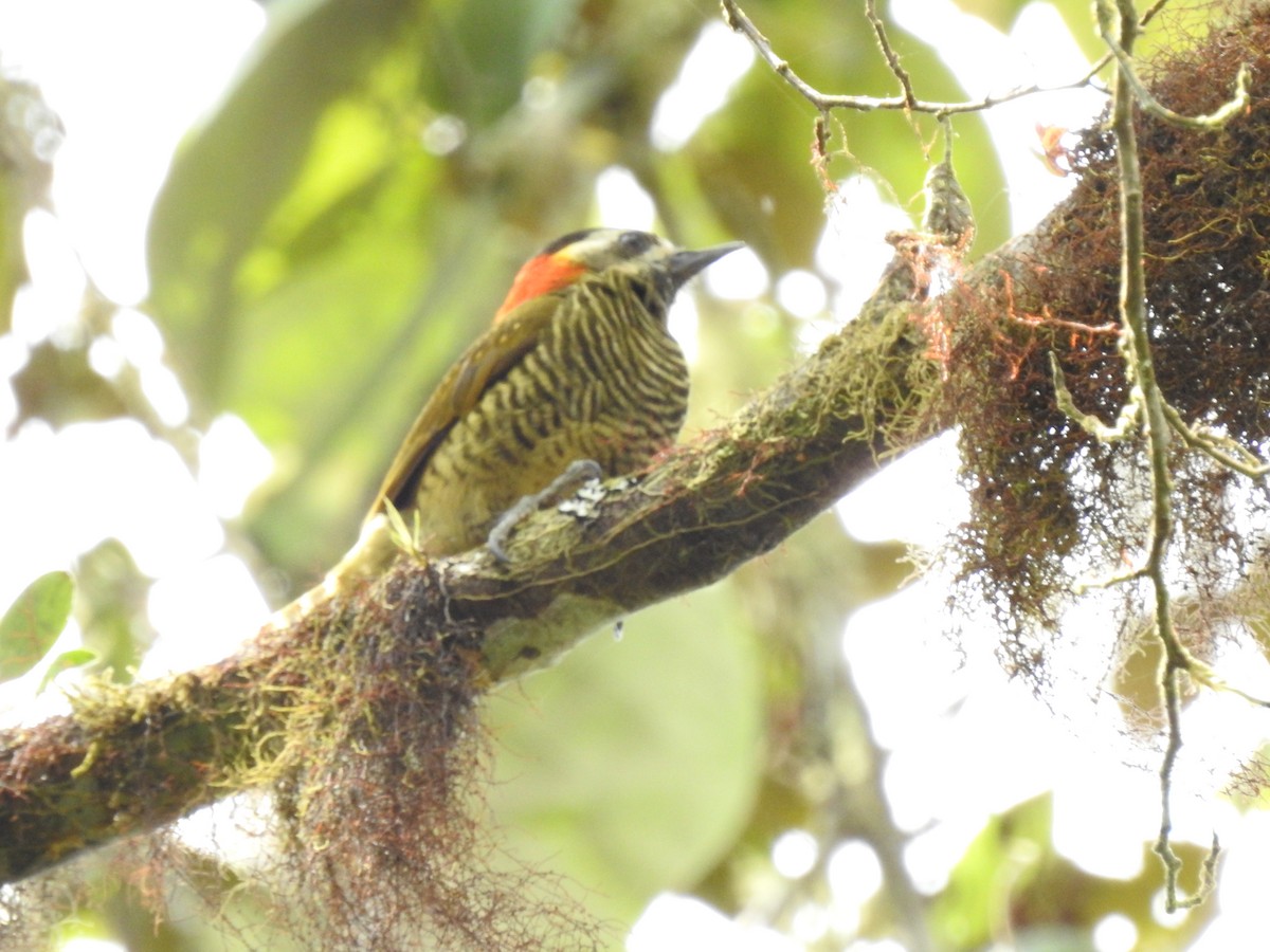 Yellow-vented Woodpecker - ML588356121