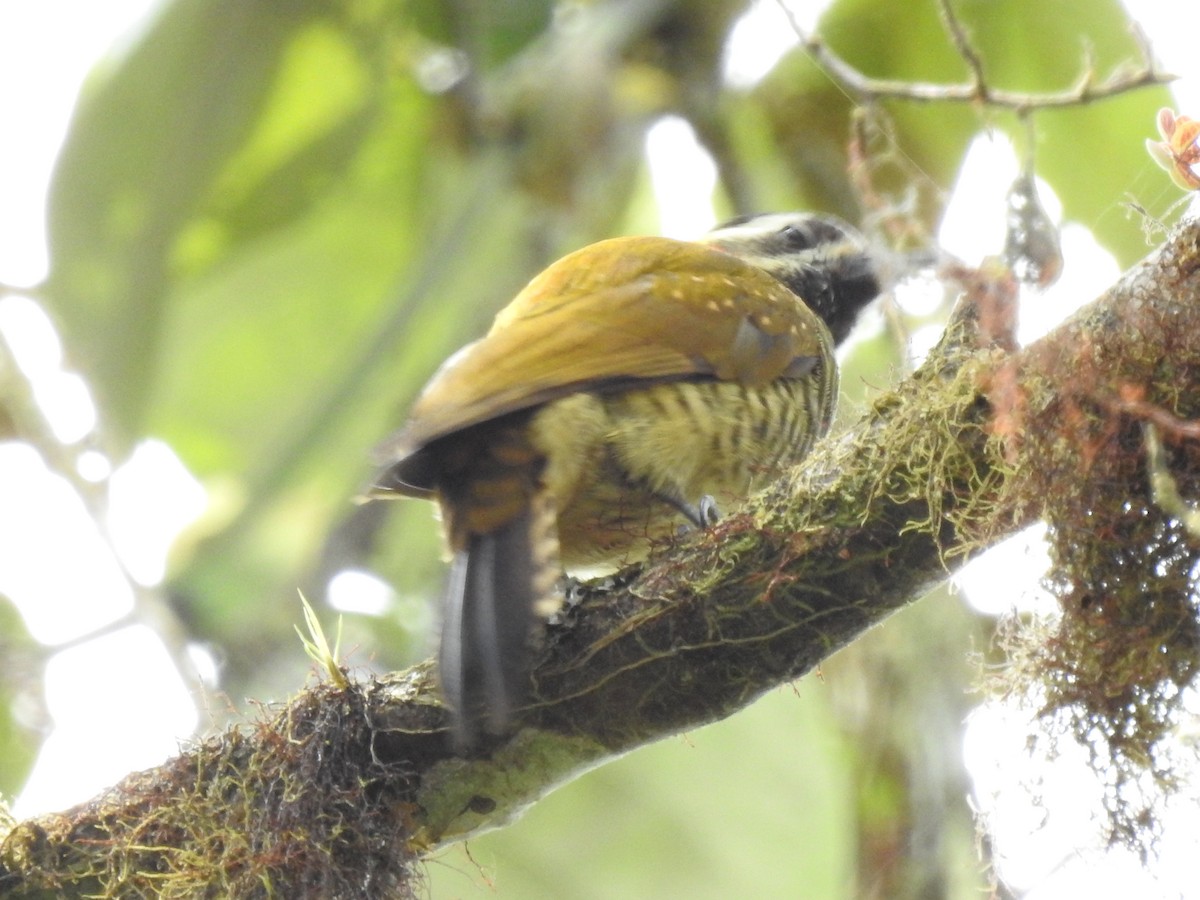 Yellow-vented Woodpecker - ML588356301
