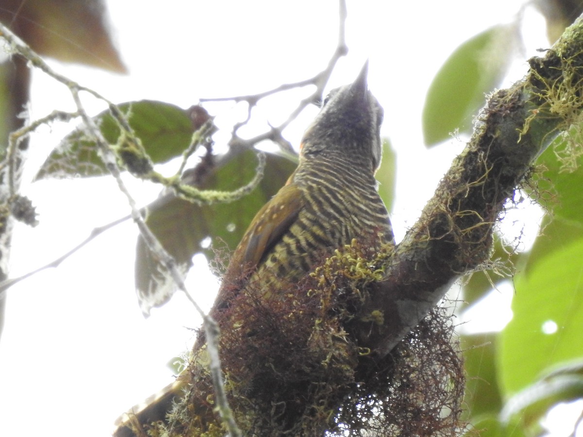 Yellow-vented Woodpecker - ML588356311