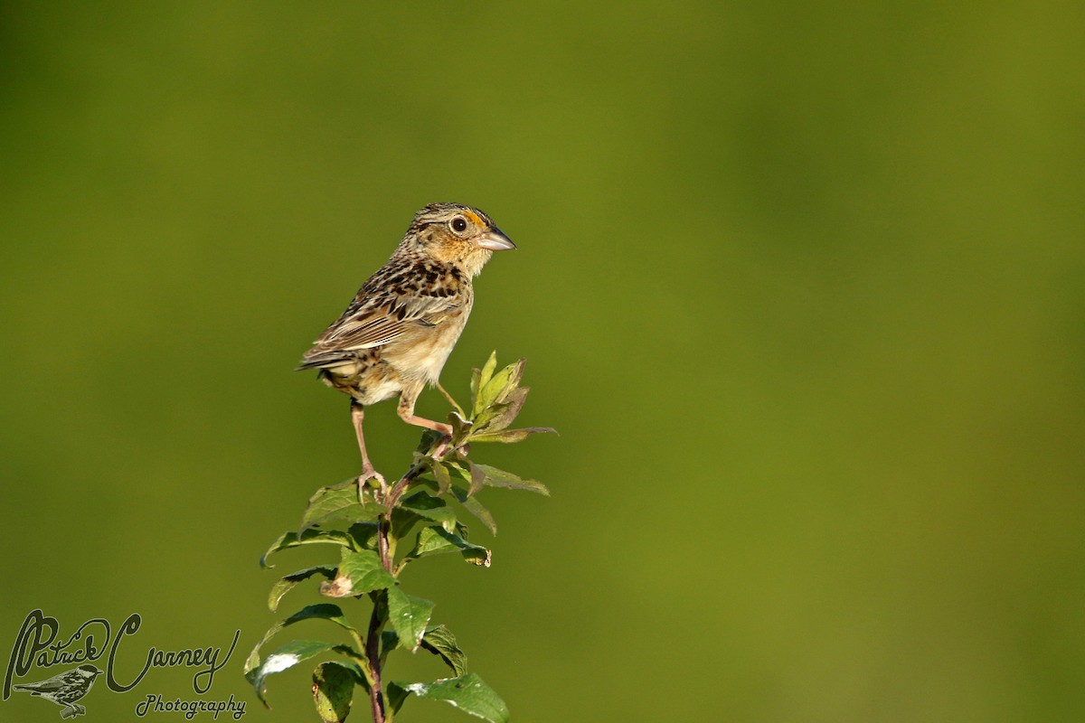 Grasshopper Sparrow - ML588356531