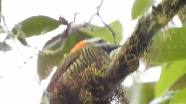 Yellow-vented Woodpecker - ML588356801