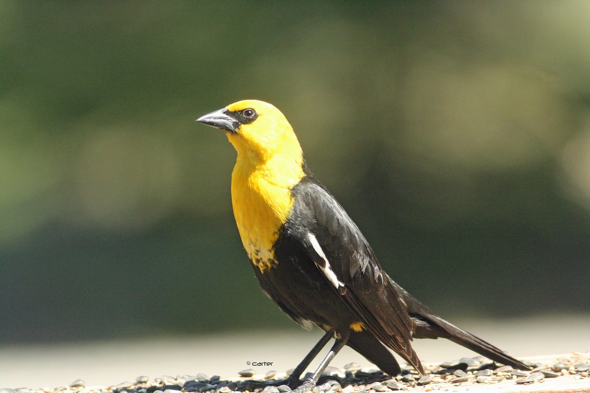 Yellow-headed Blackbird - ML58835861