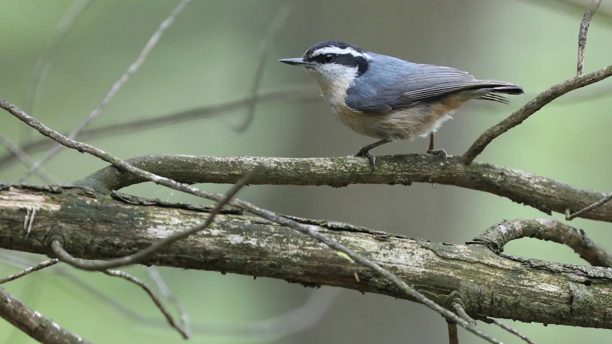 Red-breasted Nuthatch - ML58836021
