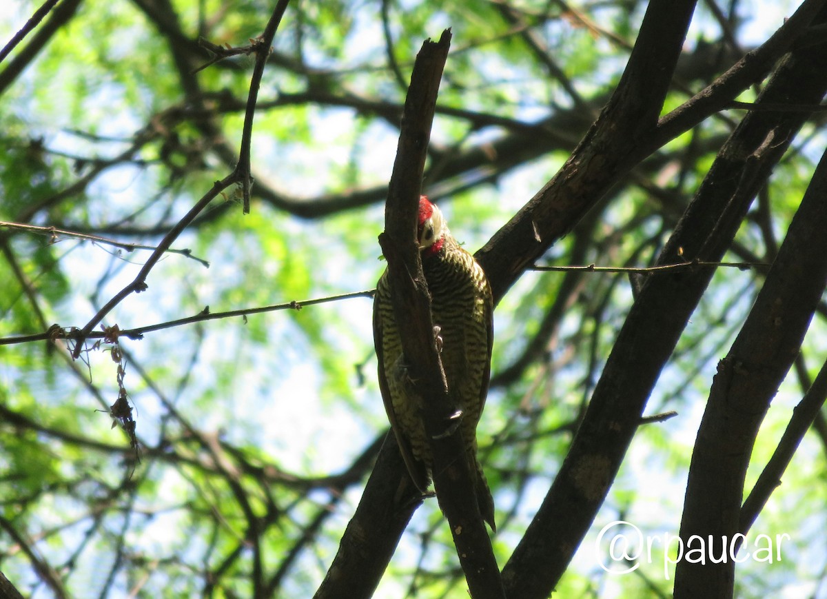 Golden-olive Woodpecker - Santos Raphael Paucar-Cárdenas