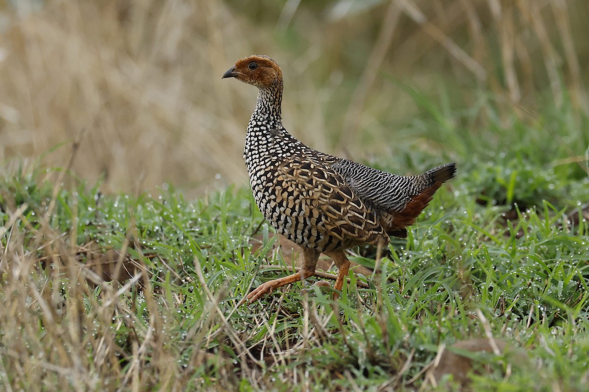 Painted Francolin - ML588363101