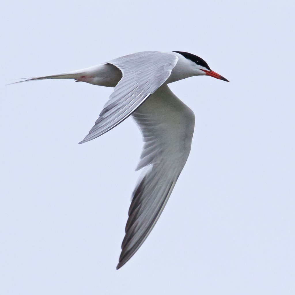 Common Tern - Ed Harper