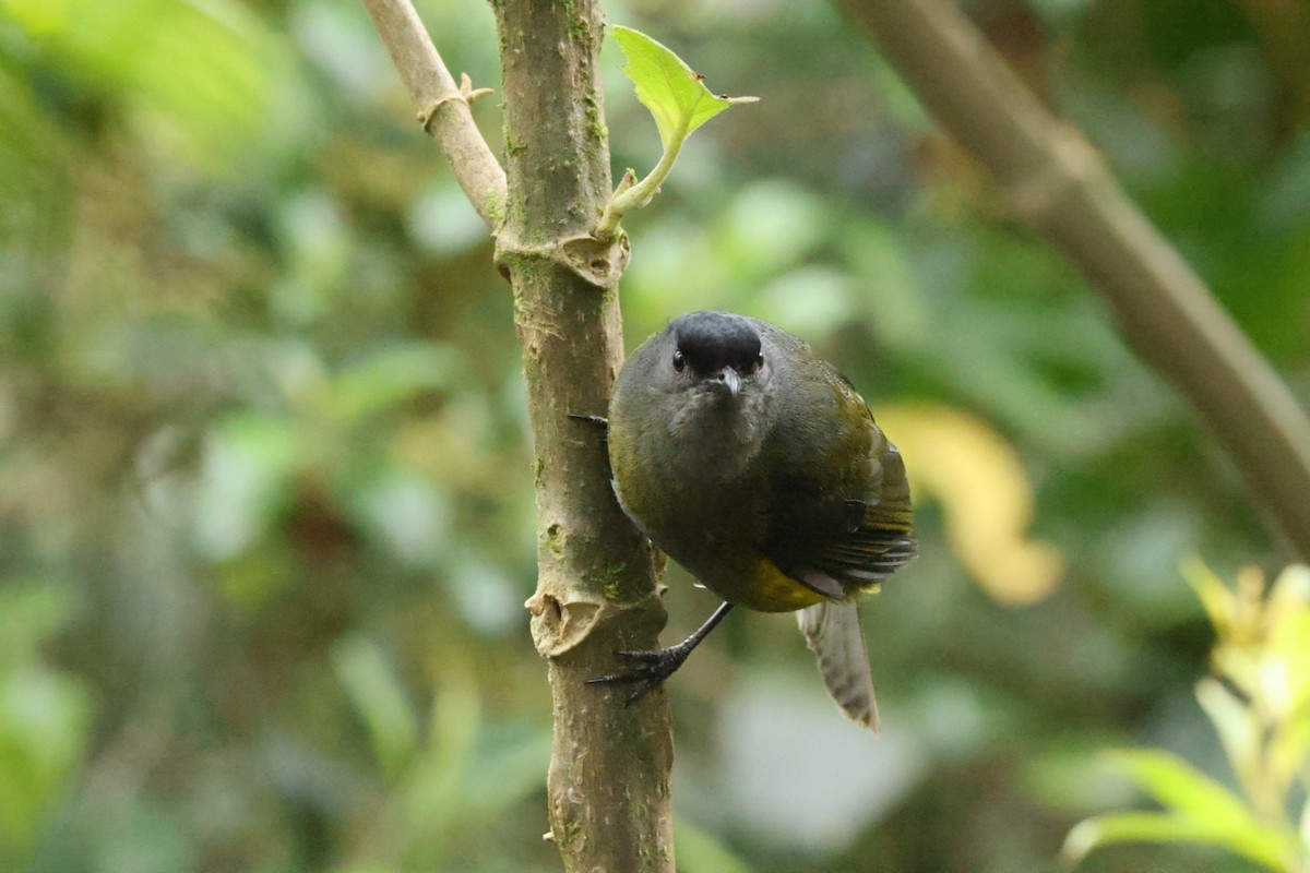 Black-and-yellow Silky-flycatcher - ML588366321