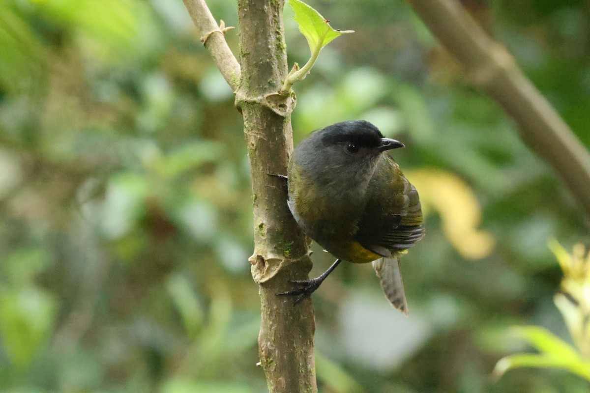 Black-and-yellow Silky-flycatcher - ML588366331