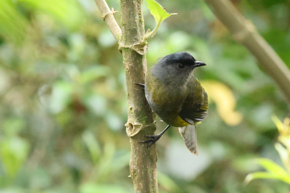 Black-and-yellow Silky-flycatcher - ML588366341
