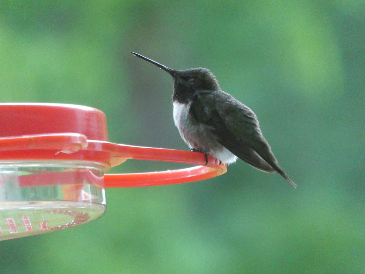 Ruby-throated Hummingbird - ML588367731