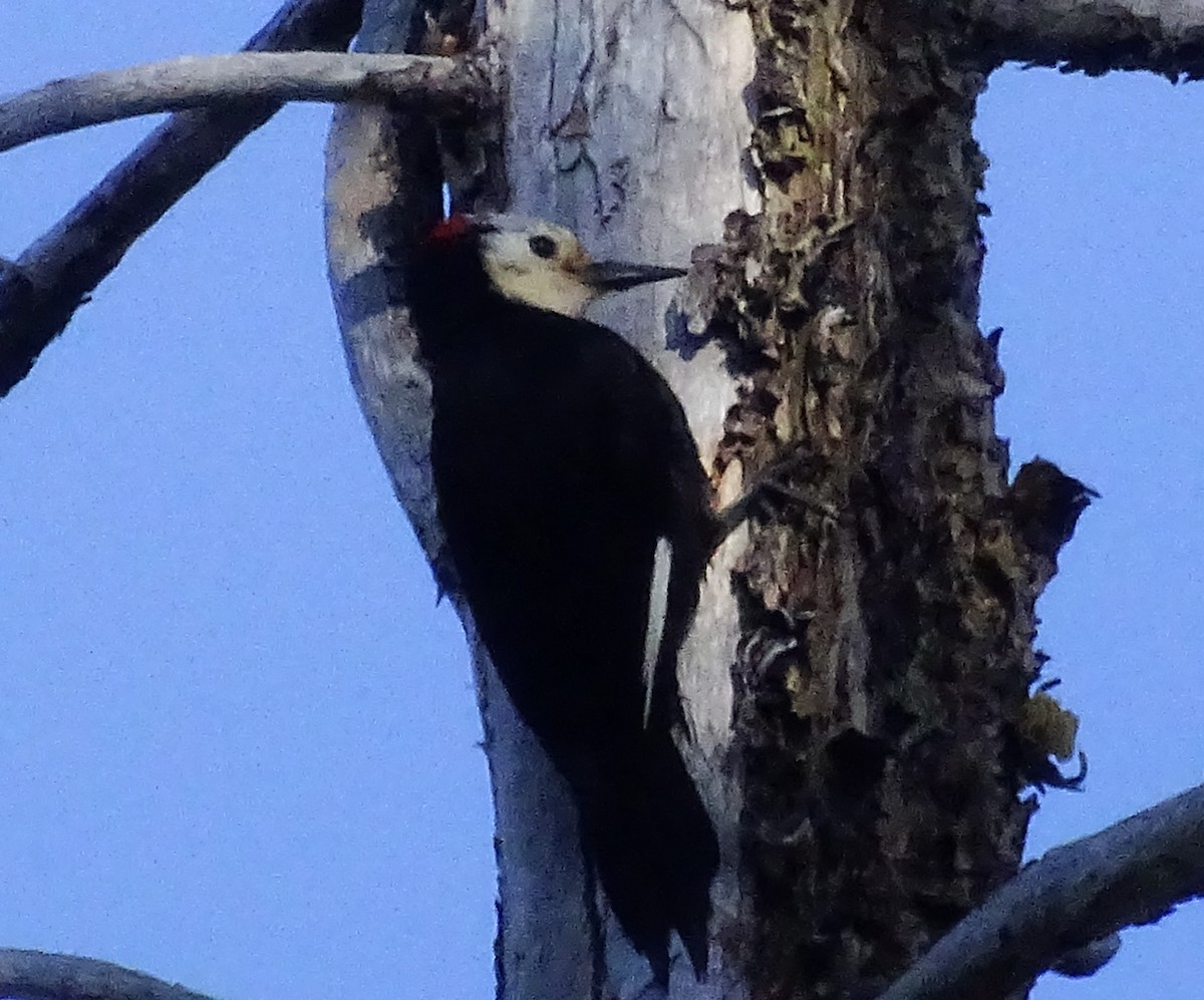 White-headed Woodpecker - ML588370031