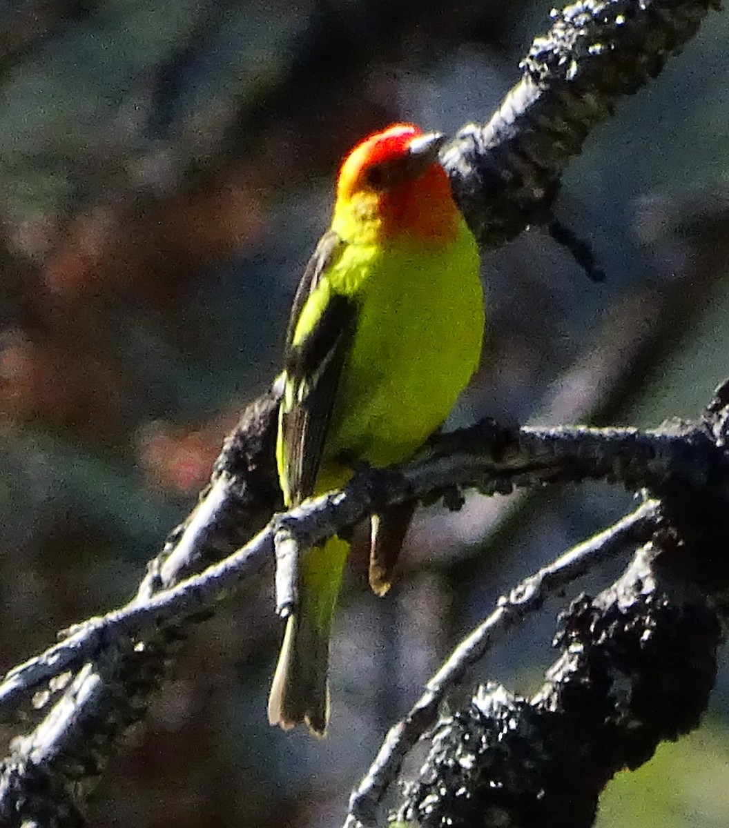Western Tanager - ML588370431