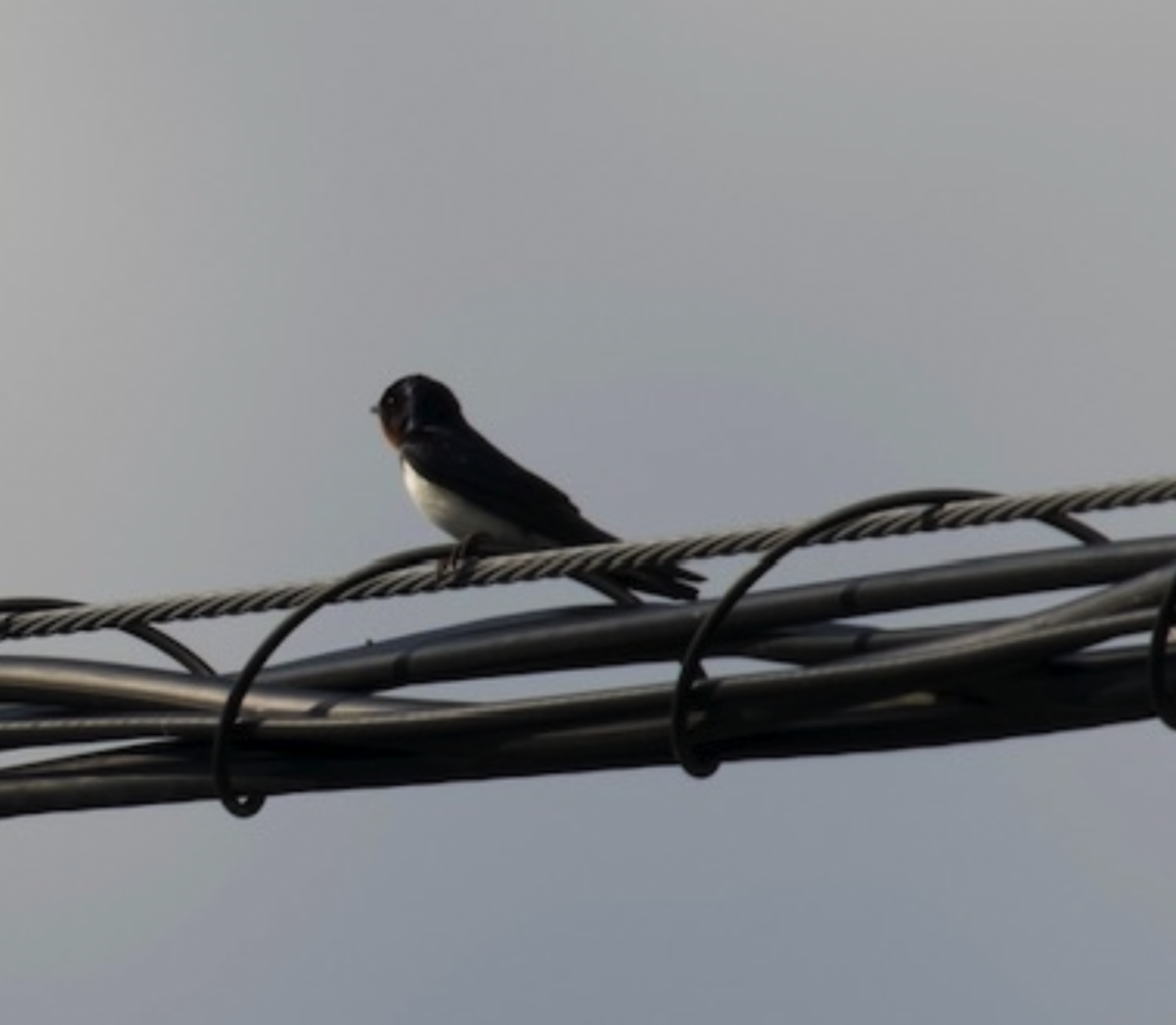 Barn Swallow (Buff-bellied) - ML588372441