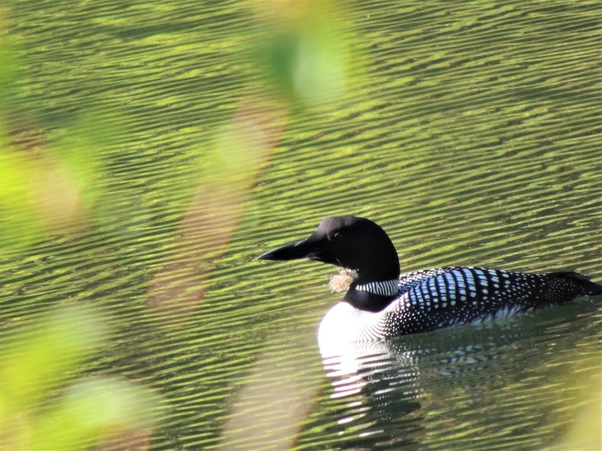 Common Loon - Norm Engeland